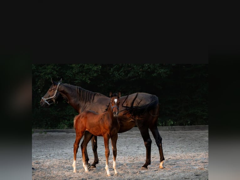 Holstein Stallion 1 year Brown in Würselen