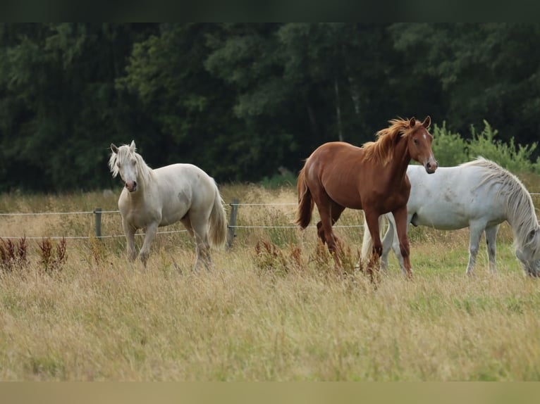 Holstein Stallion 1 year Chestnut-Red in Glüsing