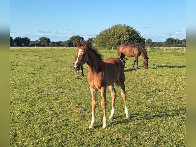 Holstein Stallion 1 year Chestnut-Red in Mildstedt