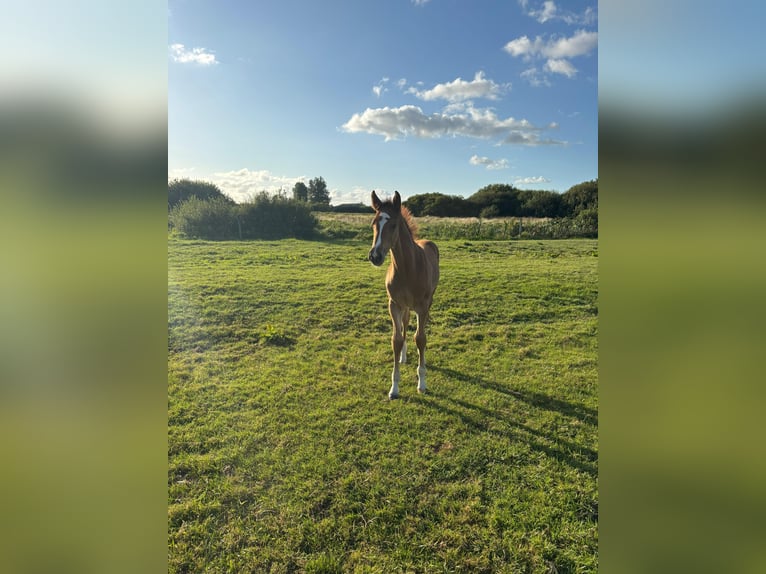 Holstein Stallion 1 year Chestnut-Red in Mildstedt
