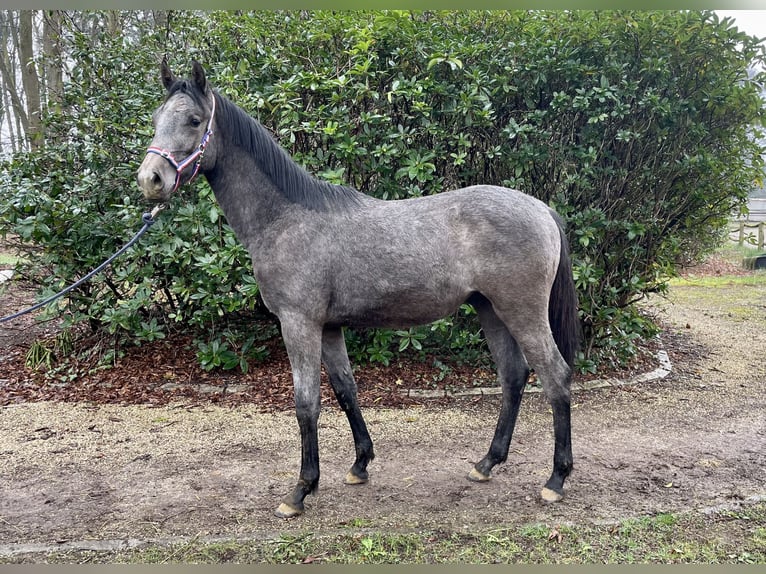 Holstein Stallion 1 year Gray-Blue-Tan in Elmenhorst