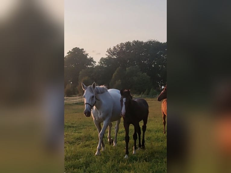 Holstein Stallion 1 year Gray in Tetenbüll