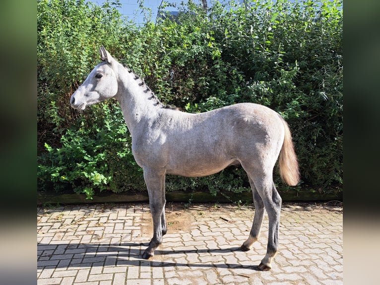 Holstein Stallion 1 year Gray in Himbergen