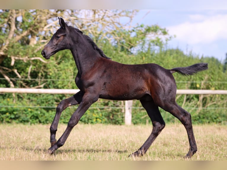 Holstein Stallion 1 year Gray in Fehrenbötel