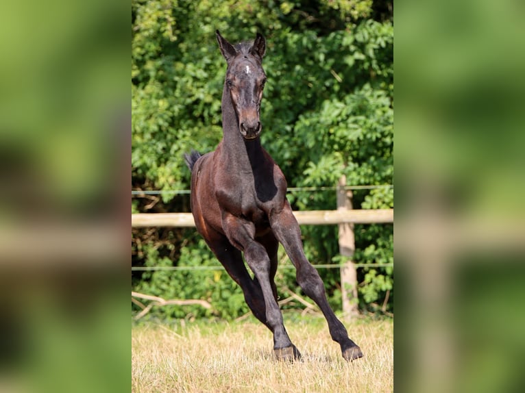 Holstein Stallion 1 year Gray in Fehrenbötel