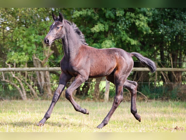 Holstein Stallion 1 year Gray in Fehrenbötel