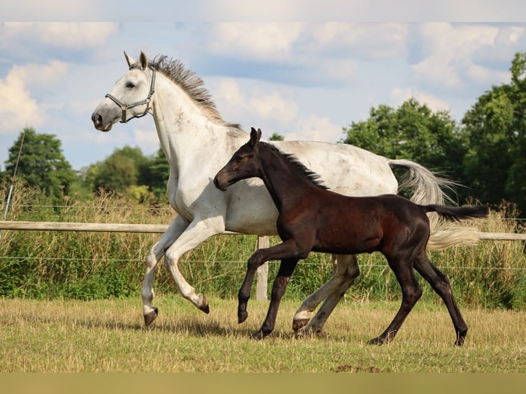 Holstein Stallion 1 year Gray in Fehrenbötel