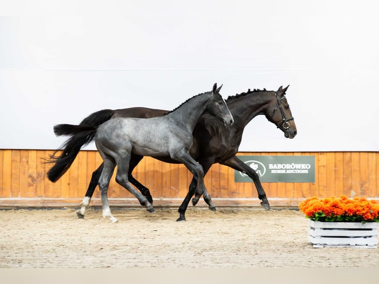 Holstein Stallion 1 year in Baborówko