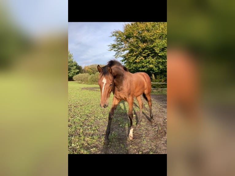Holstein Stallion 1 year in Windeby