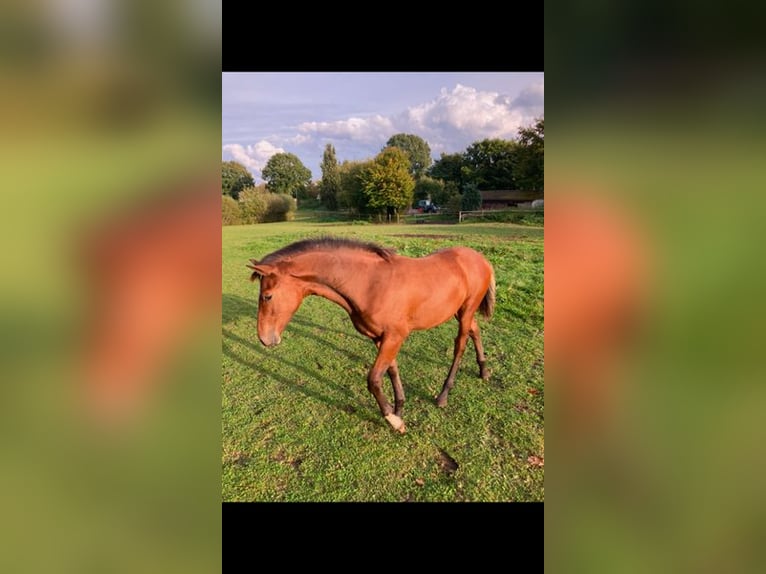 Holstein Stallion 1 year in Windeby