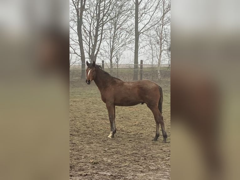 Holstein Stallion 1 year in Windeby