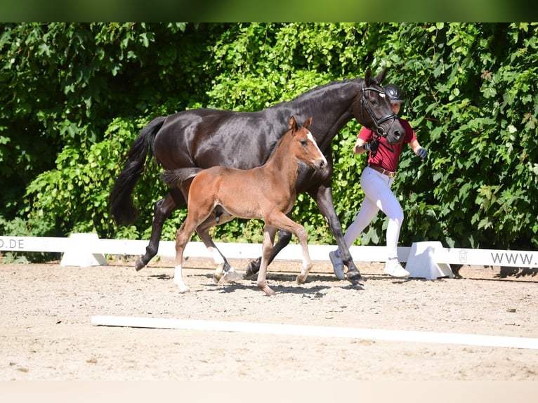 Holstein Stallion 1 year Smoky-Black in Kiel