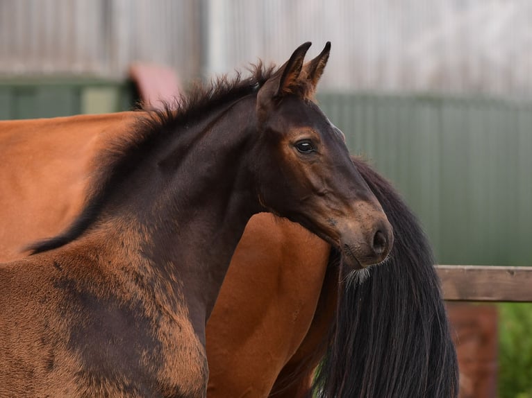Holstein Stallion 1 year Smoky-Black in Süderende/Föhr