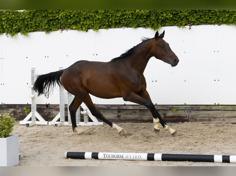 Holstein Stallion 2 years 14,3 hh Brown in Waddinxveen