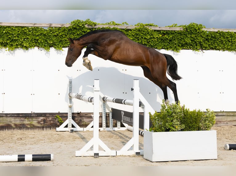 Holstein Stallion 2 years 14,3 hh Brown in Waddinxveen