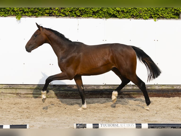 Holstein Stallion 2 years 14,3 hh Brown in Waddinxveen