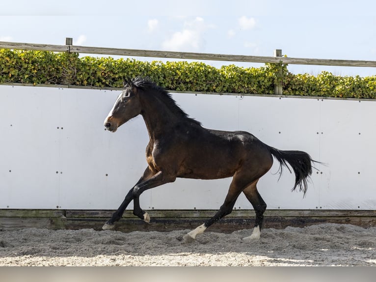 Holstein Stallion 2 years 15.1 hh Bay-Dark in Waddinxveen