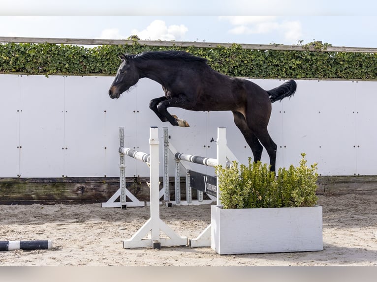 Holstein Stallion 2 years 15.1 hh Bay-Dark in Waddinxveen