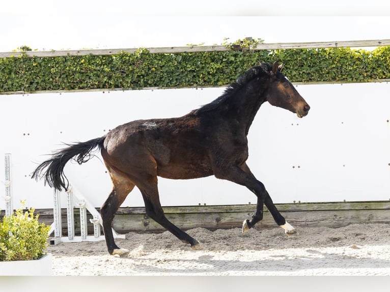 Holstein Stallion 2 years 15.1 hh Brown in Waddinxveen