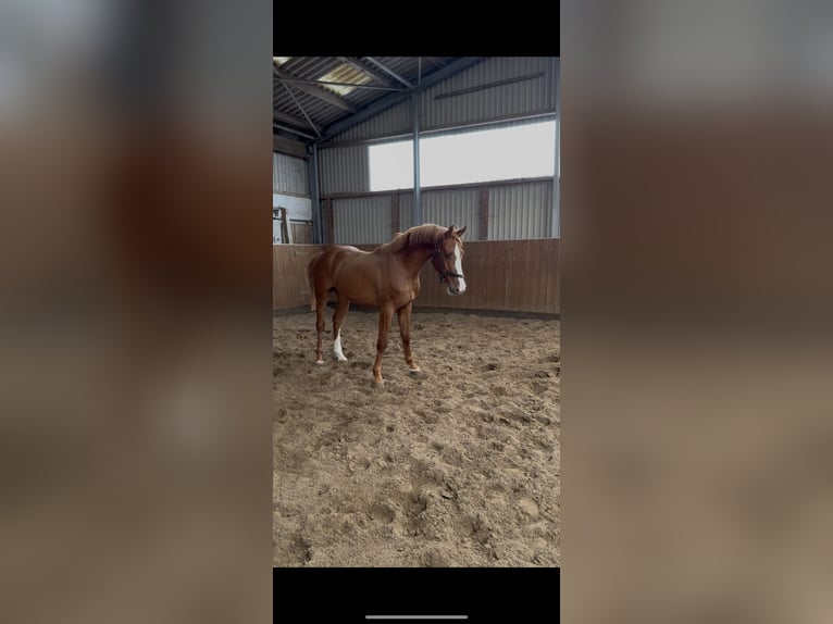 Holstein Stallion 2 years 15.2 hh Chestnut-Red in Kollmar