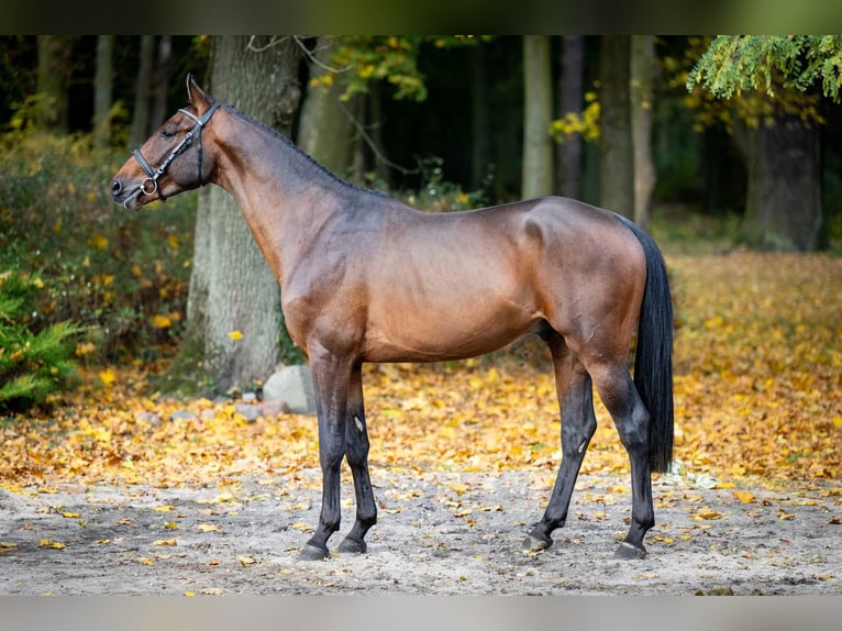 Holstein Stallion 2 years 15,3 hh Brown in Poznań