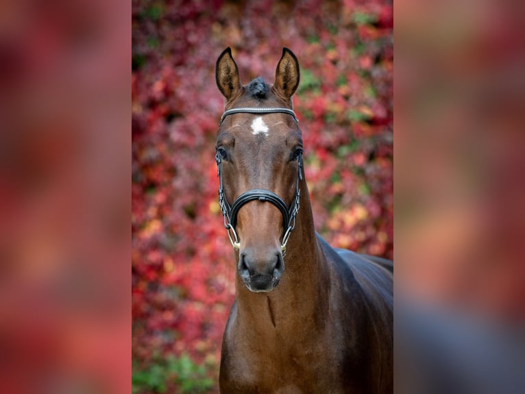 Holstein Stallion 2 years 15,3 hh Brown in Poznań