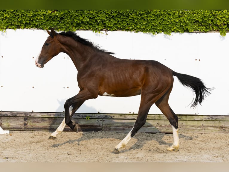 Holstein Stallion 2 years 15 hh Brown in Waddinxveen