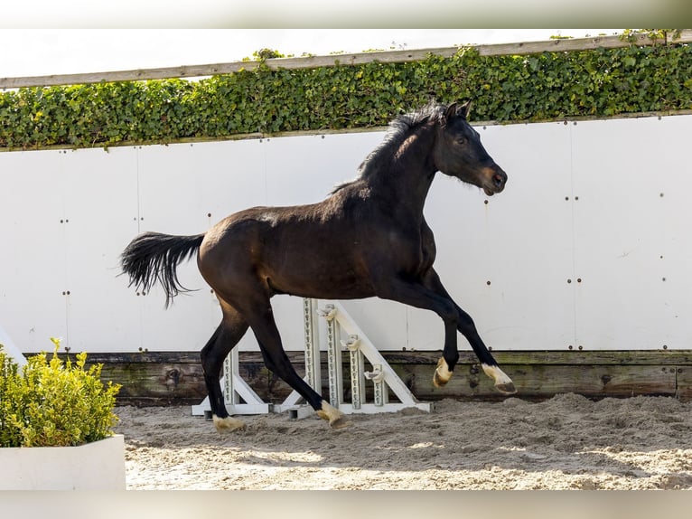 Holstein Stallion 2 years 15,1 hh Bay-Dark in Waddinxveen