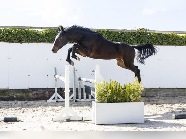 Holstein Stallion 2 years 15,1 hh Bay-Dark in Waddinxveen