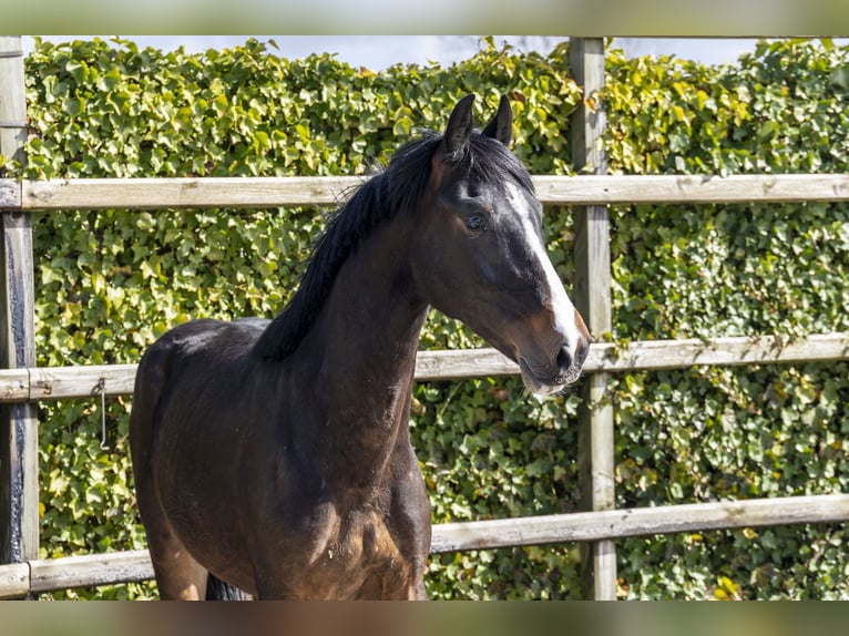 Holstein Stallion 2 years 15,1 hh Bay-Dark in Waddinxveen