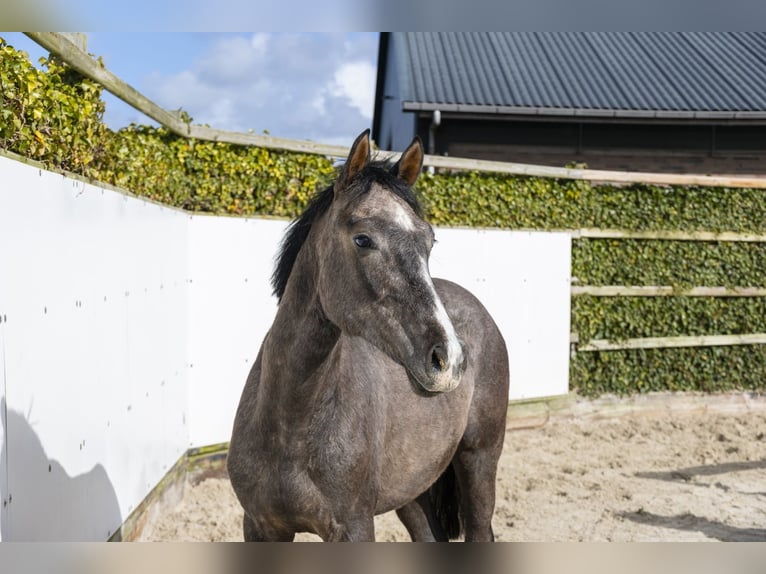 Holstein Stallion 2 years 15,1 hh Grey in Waddinxveen