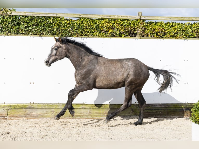 Holstein Stallion 2 years 15,1 hh Grey in Waddinxveen