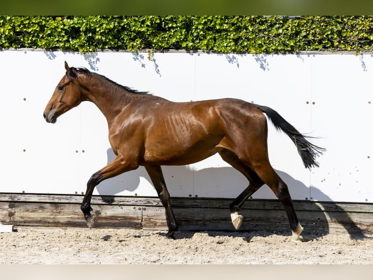 Holstein Stallion 2 years 15,1 hh in Waddinxveen
