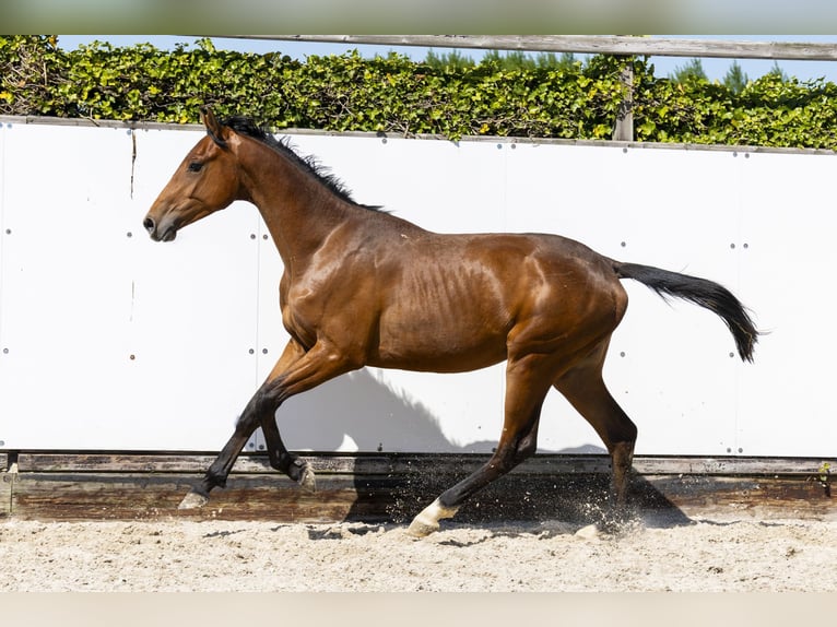 Holstein Stallion 2 years 15,1 hh in Waddinxveen