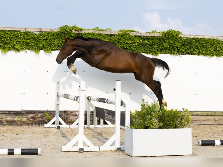 Holstein Stallion 2 years 15,2 hh Bay-Dark in Waddinxveen