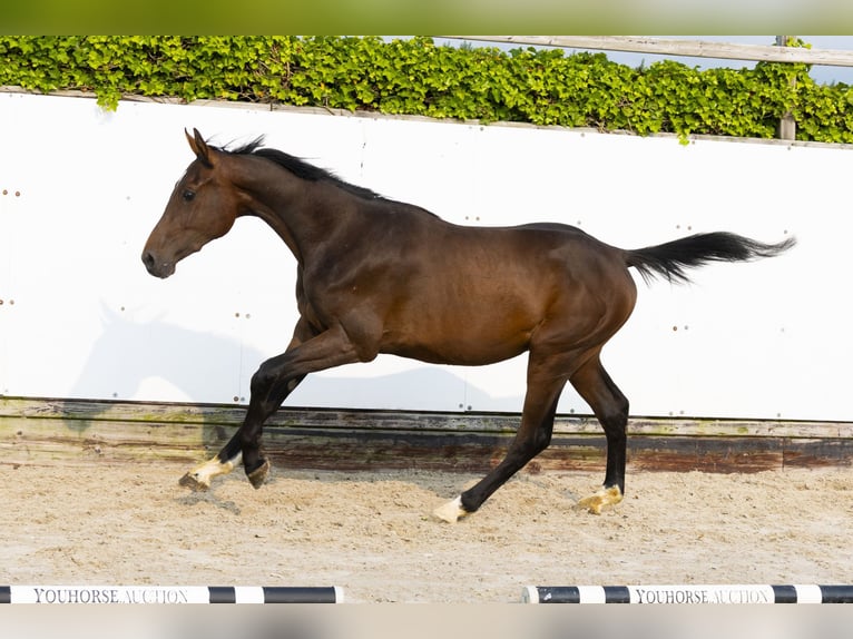 Holstein Stallion 2 years 15,2 hh Bay-Dark in Waddinxveen