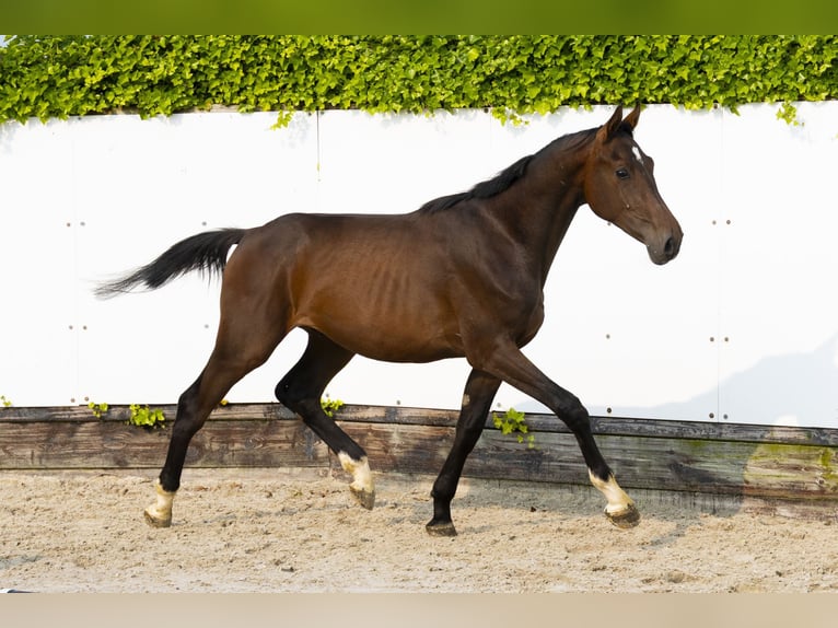 Holstein Stallion 2 years 15,2 hh Bay-Dark in Waddinxveen