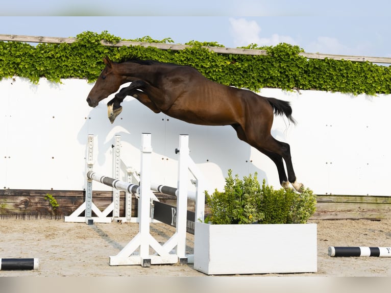 Holstein Stallion 2 years 15,2 hh Bay-Dark in Waddinxveen