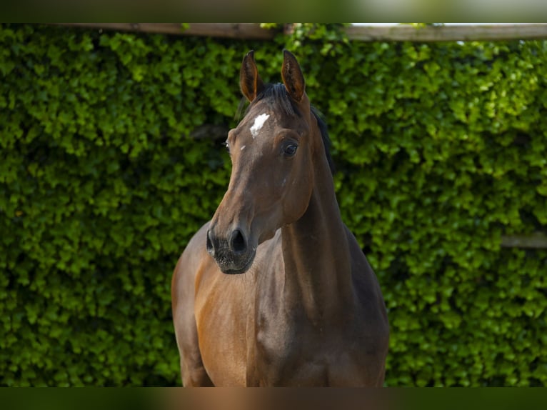 Holstein Stallion 2 years 15,2 hh Bay-Dark in Waddinxveen