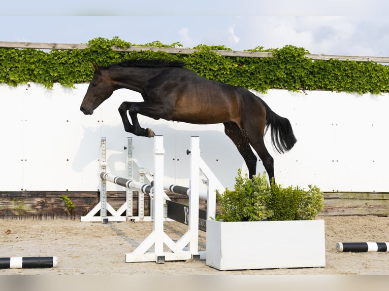 Holstein Stallion 2 years 15,3 hh Bay-Dark in Waddinxveen