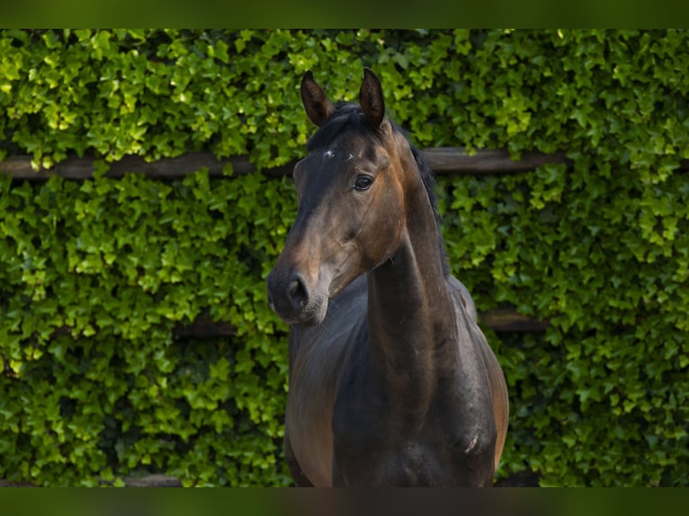 Holstein Stallion 2 years 15,3 hh Bay-Dark in Waddinxveen