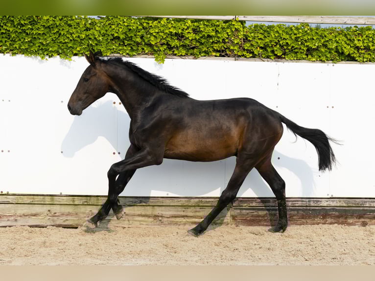 Holstein Stallion 2 years 15,3 hh Bay-Dark in Waddinxveen
