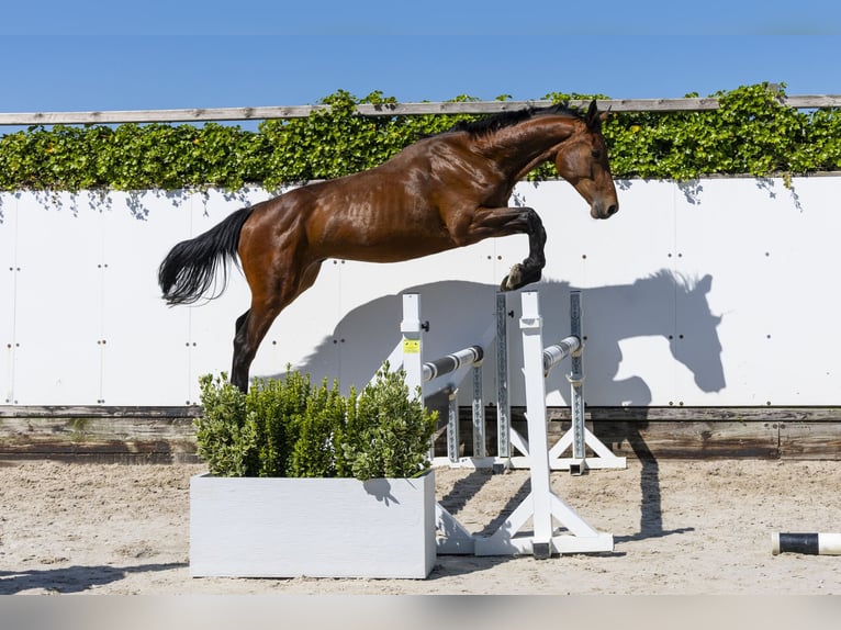 Holstein Stallion 2 years 15,3 hh Brown in Waddinxveen