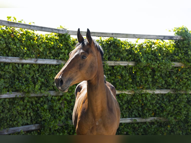 Holstein Stallion 2 years 15,3 hh Brown in Waddinxveen