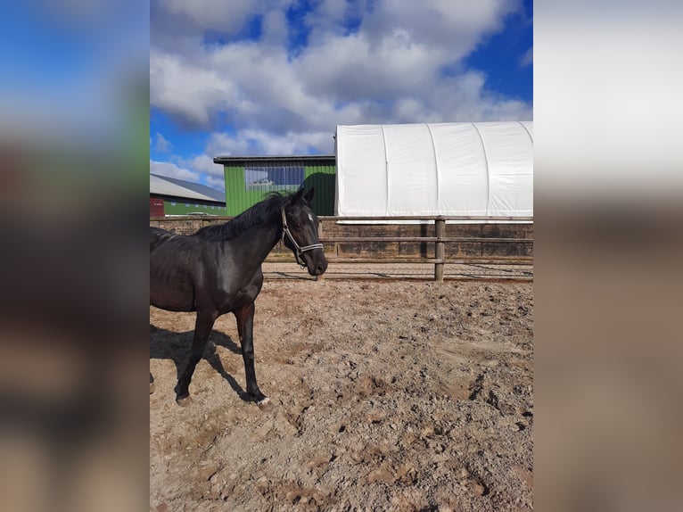 Holstein Stallion 2 years 15,3 hh Smoky-Black in Kaiser-Willhelm-Koog