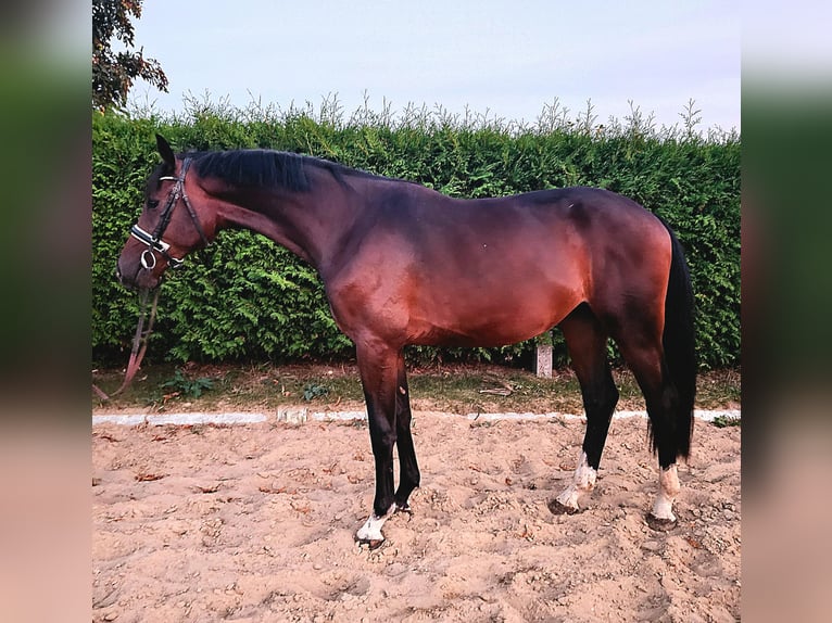 Holstein Stallion 2 years 16,1 hh Brown in Hohenmocker