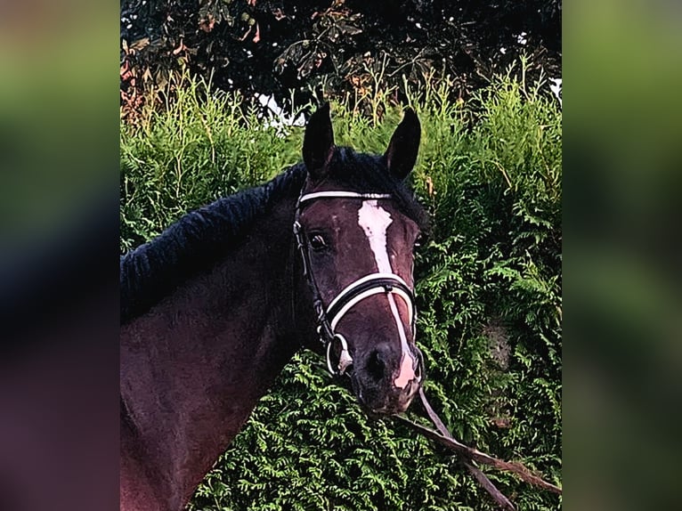 Holstein Stallion 2 years 16,1 hh Brown in Hohenmocker