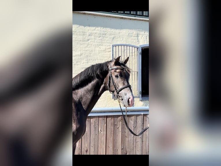 Holstein Stallion 2 years 16,1 hh Gray-Dark-Tan in Selk