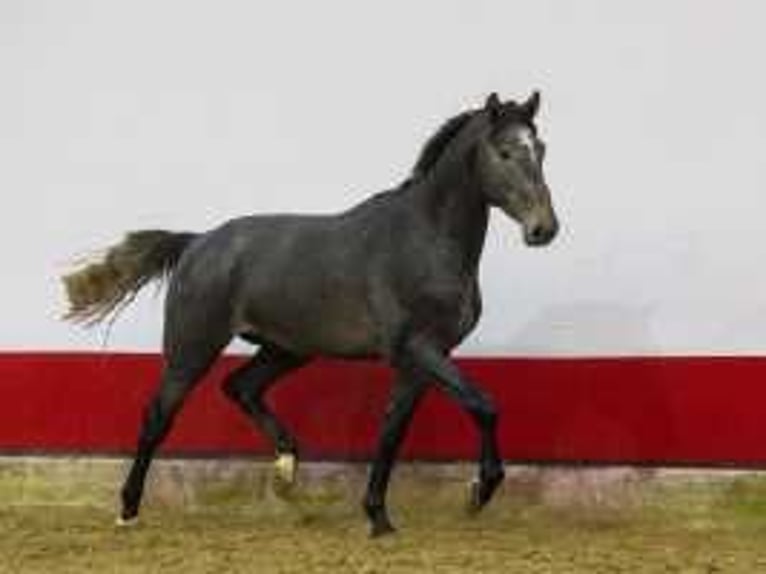 Holstein Stallion 2 years 16,1 hh Gray in Waddinxveen