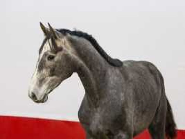 Holstein Stallion 2 years 16,1 hh Gray in Waddinxveen